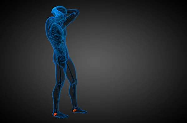 3D render medische illustratie van het hielbeen bot — Stockfoto