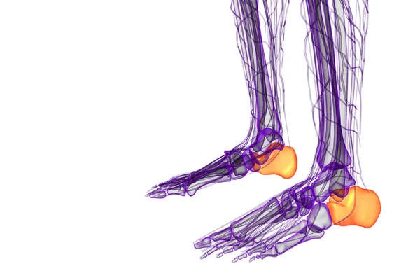 3d 렌더링 의료 일러스트 레이 션 calcaneus 골의 — 스톡 사진