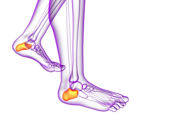 3D göra medicinsk illustration av calcaneus ben — Stockfoto