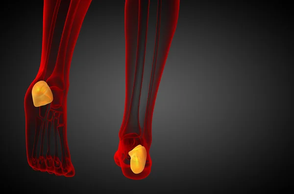 3d renderizar la ilustración médica del hueso calcáneo —  Fotos de Stock