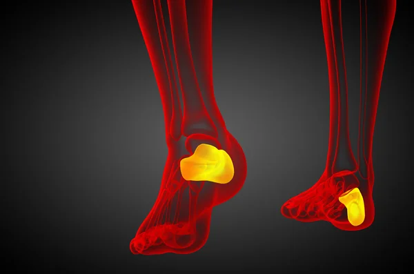 3d 渲染医学插图的跟骨的骨 — 图库照片