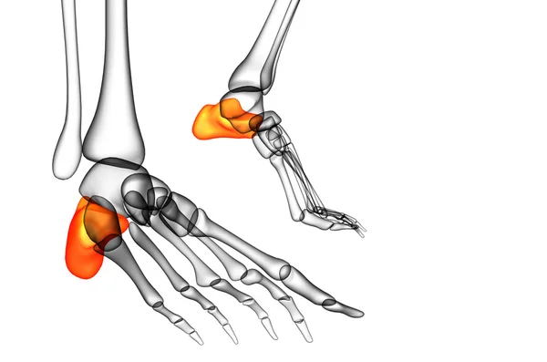 3d rendere illustrazione medica dell'osso calcaneo — Foto Stock