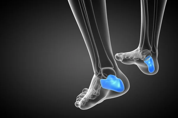 3d renderizar ilustração médica do osso do calcâneo — Fotografia de Stock
