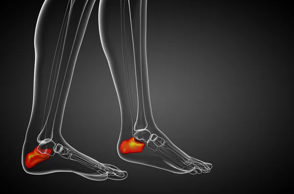 3d 렌더링 의료 일러스트 레이 션 calcaneus 골의 — 스톡 사진