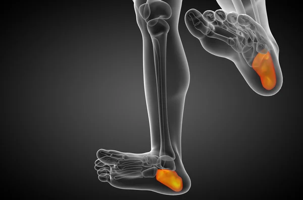 3d renderizar la ilustración médica del hueso calcáneo —  Fotos de Stock