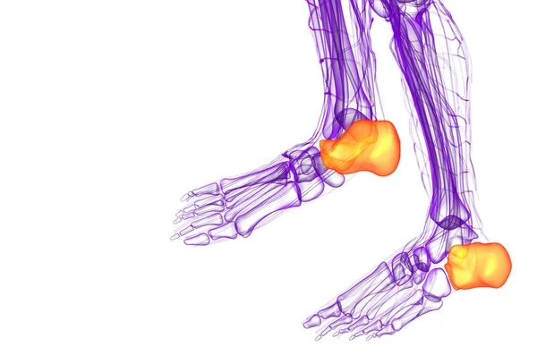 3d rendere illustrazione medica dell'osso calcaneo — Foto Stock