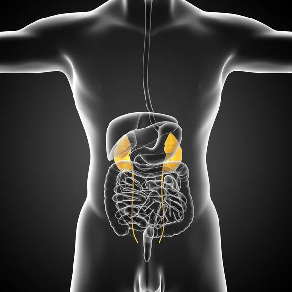 3D göra medicinsk illustration av mänskliga njure — Stockfoto