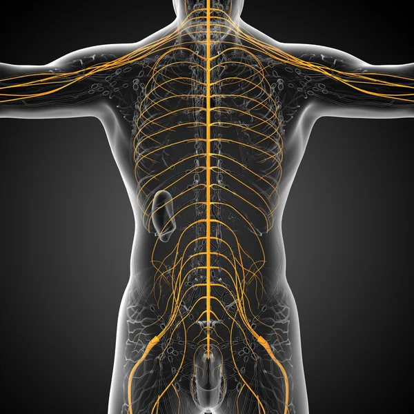 3d rendere illustrazione medica del sistema nervoso — Foto Stock