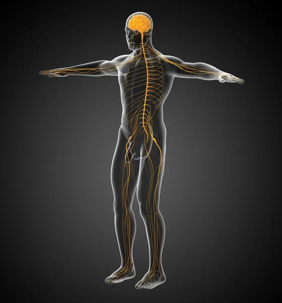 3d hacer ilustración médica del sistema nervioso — Foto de Stock