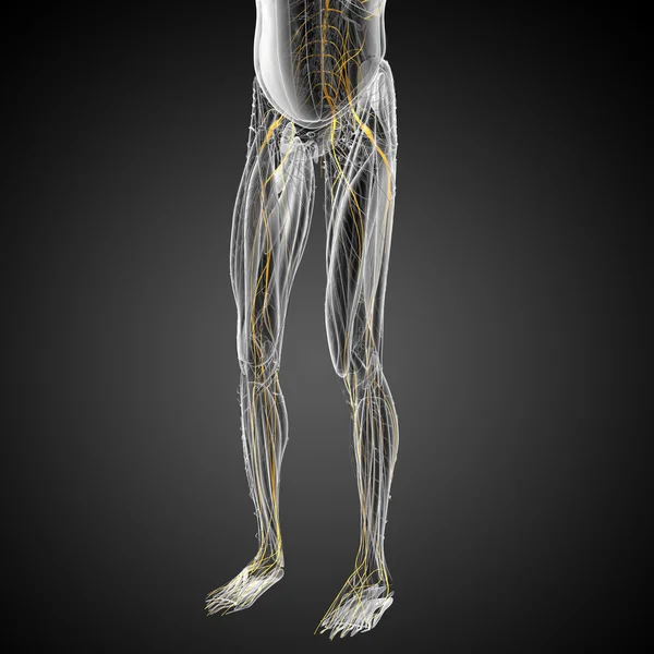3D візуалізація медичної ілюстрації нервової системи — стокове фото