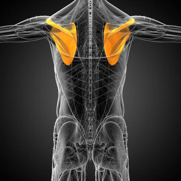 3d render medical illustration of the human scapula bone — Stock Photo, Image