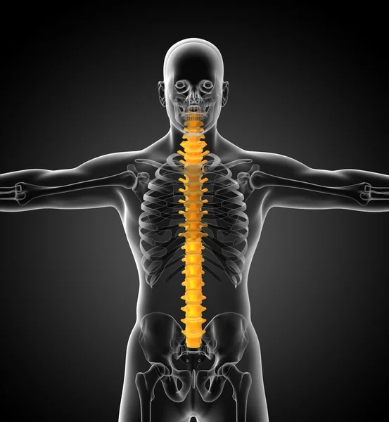 3d render medical illustration of the human spine — Stock Photo, Image