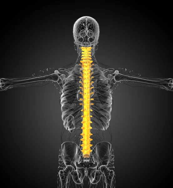 3d hacer ilustración médica de la columna vertebral humana —  Fotos de Stock