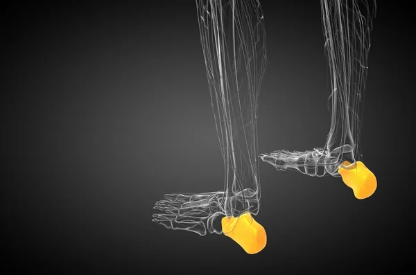 3D vykreslení lékařské ilustrace kosti patní kosti — Stock fotografie