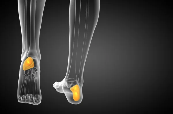 3D vykreslení lékařské ilustrace kosti patní kosti — Stock fotografie