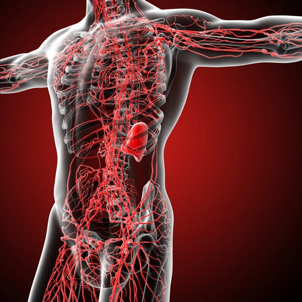 Lymphatic system Stock Photos, Royalty Free Lymphatic system Images