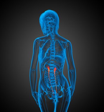 3D render tıbbi 3d çizimi Üreter
