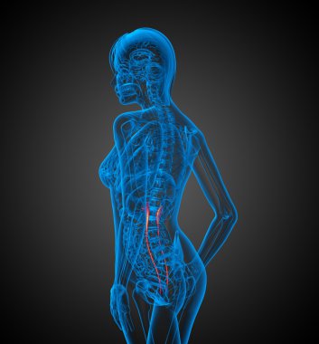 3D render tıbbi 3d çizimi Üreter