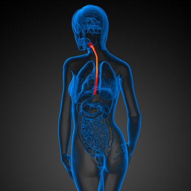 özofagus 3D render çizimi 