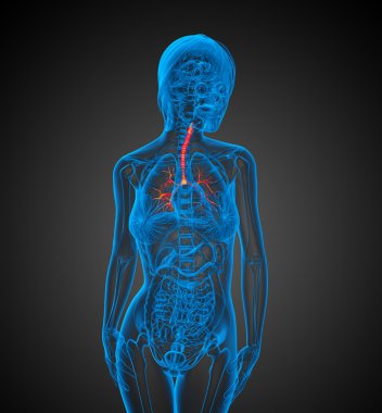 bronşlar 3D tıbbi çizimi 