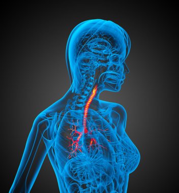 bronşlar 3D tıbbi çizimi 