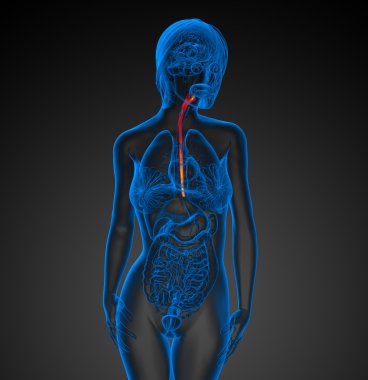özofagus 3D render çizimi 