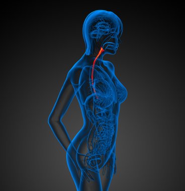 özofagus 3D render çizimi 