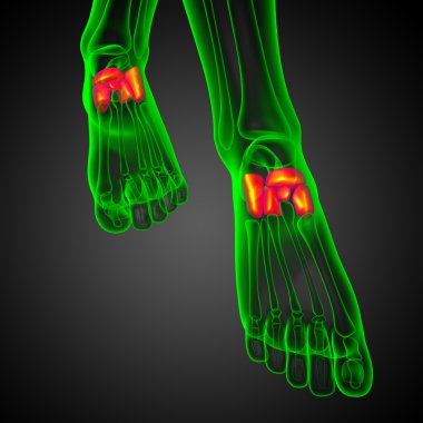 3D render Medikal illüstrasyon midfoot kemik