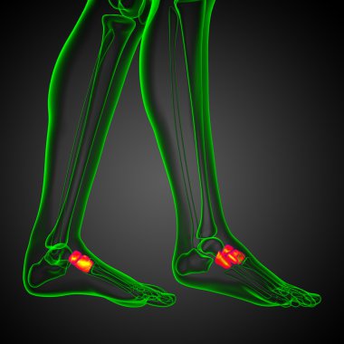 3D render Medikal illüstrasyon midfoot kemik