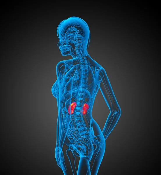 3D render Medikal illüstrasyon insan böbreğe