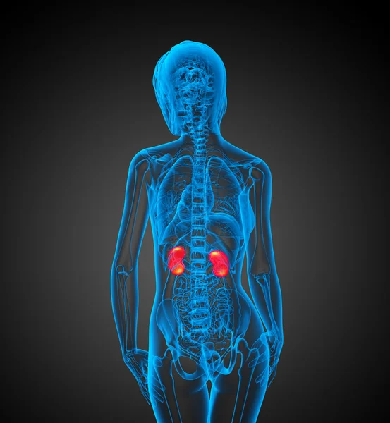3D render Medikal illüstrasyon insan böbreğe