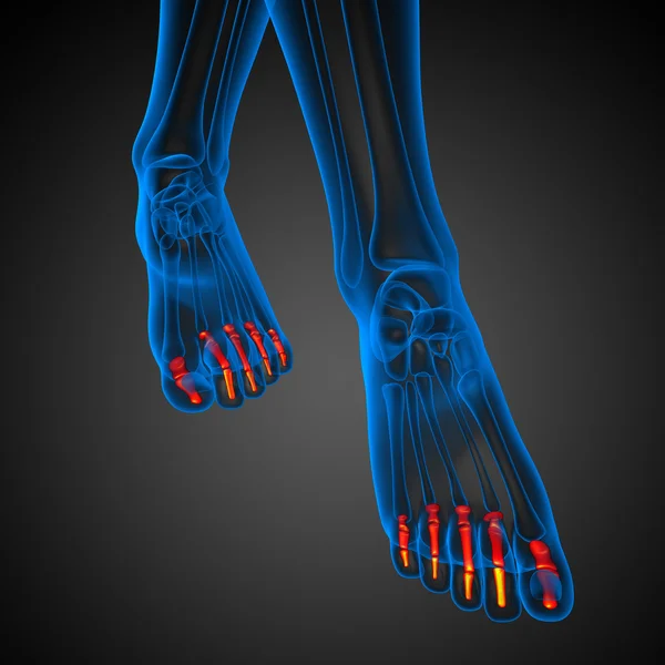 3d render illustration of the human phalanges foot — Stock Photo, Image