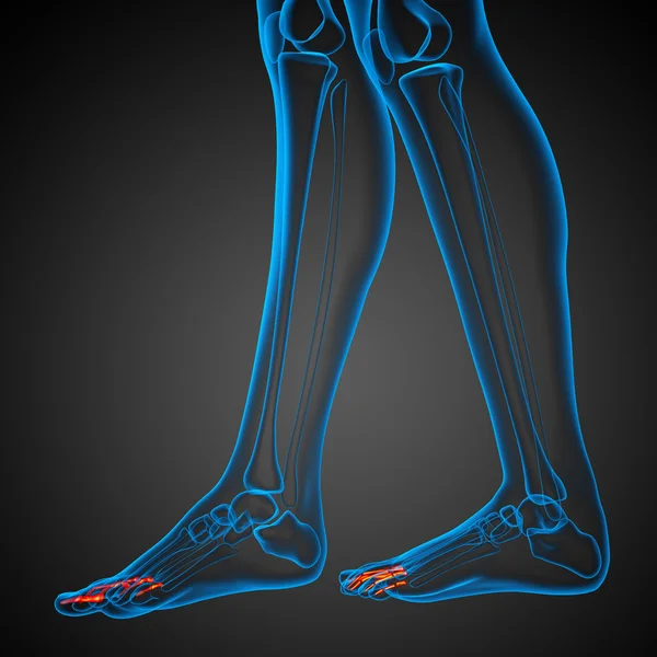 3D render illüstrasyon insan parmak kemiği ayak — Stok fotoğraf