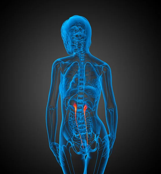 3d renderizar ilustração 3d médica do ureter — Fotografia de Stock
