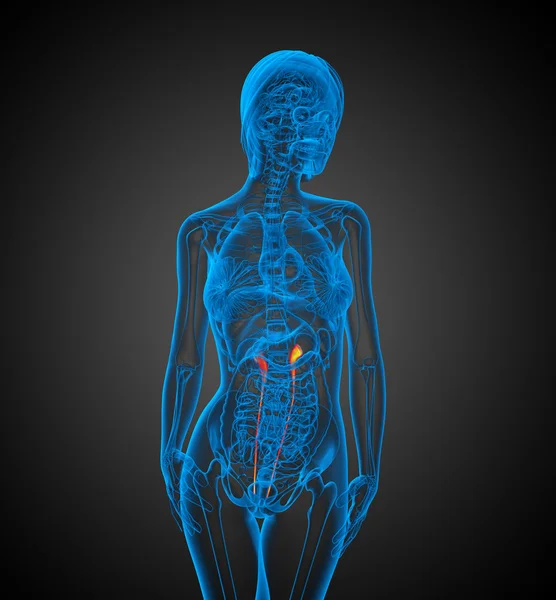 3D render tıbbi 3d çizimi Üreter