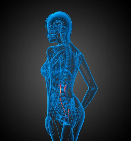 3D render tıbbi 3d çizimi Üreter