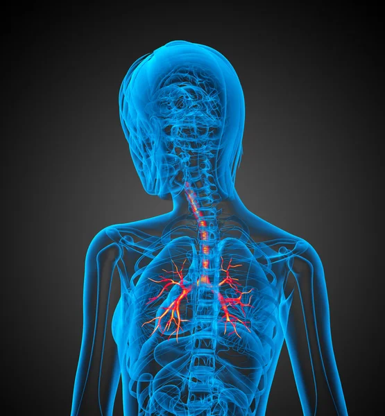 Illustrazione medica 3D dei bronchi — Foto Stock