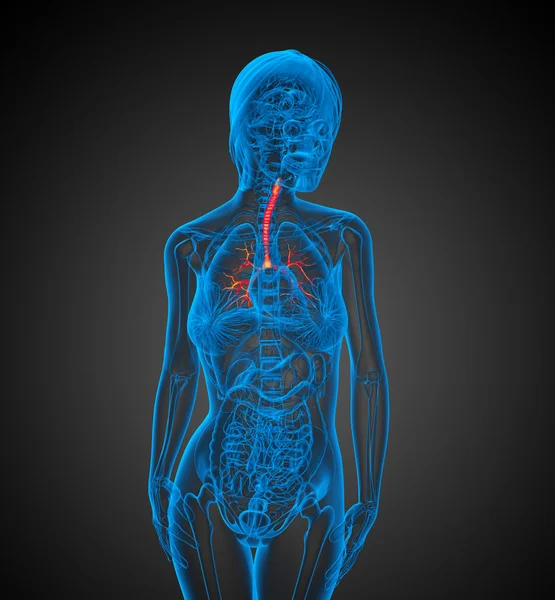 Illustration médicale 3D des bronches — Photo