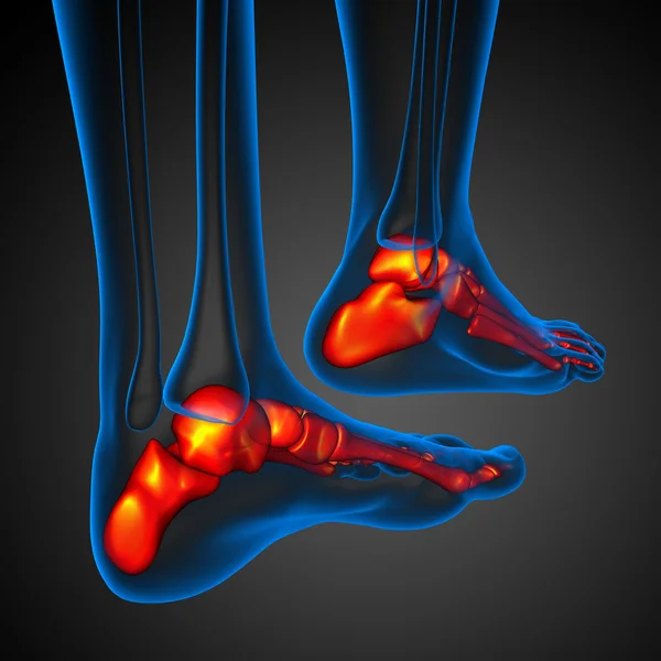 3d rendered illustration of the  foot bone — Stock Photo, Image