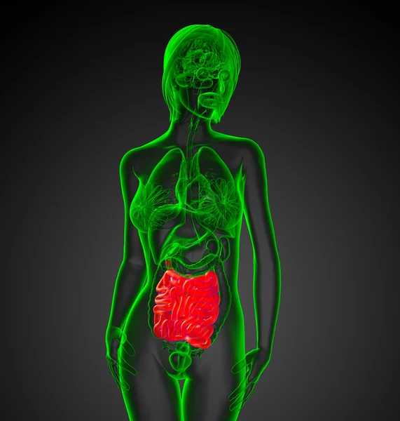 Illustrazione resa 3d dell'intestino tenue maschile — Foto Stock