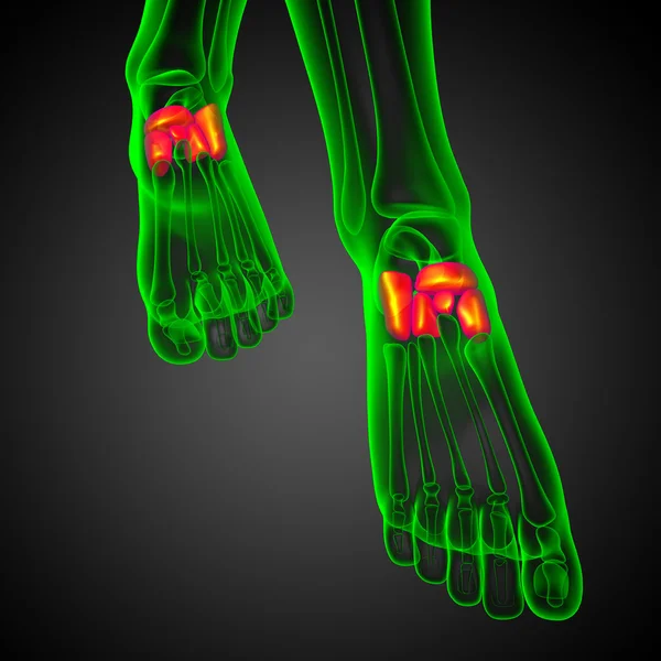 3d 渲染医学插图的足弓骨 — 图库照片