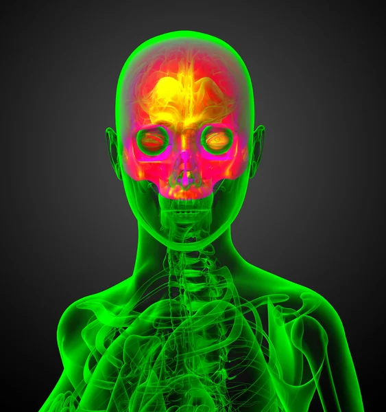 3d render medical illustration of the upper skull — Stock Photo, Image