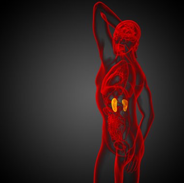 3D render Medikal illüstrasyon insan böbreğe