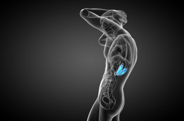 3D render Medikal illüstrasyon insan böbreğe