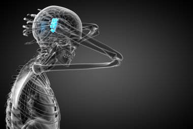 işlenmiş illüstrasyon insan karpal kemiklerin