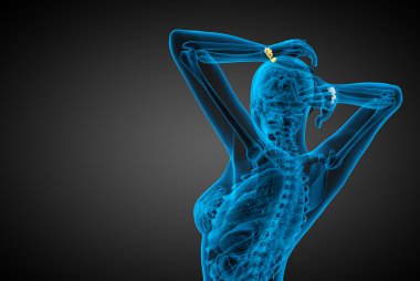 işlenmiş illüstrasyon insan karpal kemiklerin