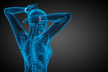 işlenmiş illüstrasyon insan karpal kemiklerin