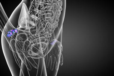 işlenmiş illüstrasyon insan karpal kemiklerin