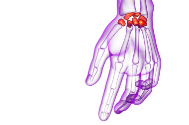 işlenmiş illüstrasyon insan karpal kemiklerin