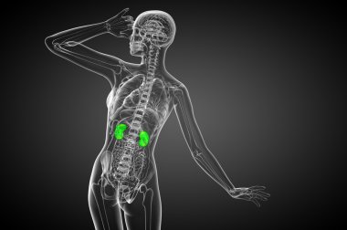 3D render Medikal illüstrasyon insan böbreğe